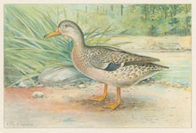 Load image into Gallery viewer, Ridgway, J.L.  &quot;Mallard Duck, Female.”
