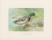 Load image into Gallery viewer, Ridgway, J.L.  &quot;Mallard Duck, Male.”
