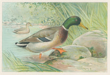 Load image into Gallery viewer, Ridgway, J.L.  &quot;Mallard Duck, Male.”
