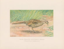 Load image into Gallery viewer, Ridgway, J.L.  &quot;Ring-Necked Pheasant Female.”
