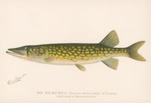 Load image into Gallery viewer, Denton, Sherman F.  “The Pickerel from a pond in Massachusetts.”
