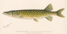 Load image into Gallery viewer, Denton, Sherman F.  “The Pickerel from a pond in Massachusetts.”
