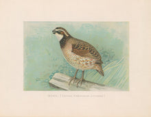 Load image into Gallery viewer, Ridgway, J.L.  &quot;Quail.”
