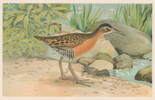 Load image into Gallery viewer, Ridgway, J.L.  &quot;King Rail.”

