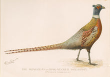 Load image into Gallery viewer, Denton, Sherman.  &quot;The Mongolian or Ring-Necked Pheasant.”
