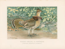 Load image into Gallery viewer, Ridgway, J.L.  &quot;Ruffed Grouse or Partridge.”
