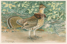 Load image into Gallery viewer, Ridgway, J.L.  &quot;Ruffed Grouse or Partridge.”
