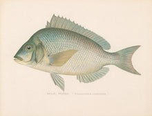 Load image into Gallery viewer, Denton, Sherman F.  “Scup; Porgy.”
