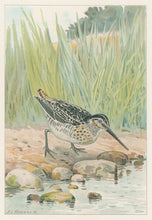 Load image into Gallery viewer, Ridgway, J.L.  &quot;Wilson&#39;s or English Snipe.”
