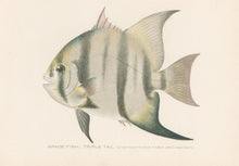 Load image into Gallery viewer, Denton, Sherman F.  “Spade Fish; Triple Tail.”
