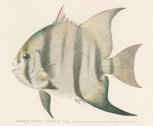 Load image into Gallery viewer, Denton, Sherman F.  “Spade Fish; Triple Tail.”
