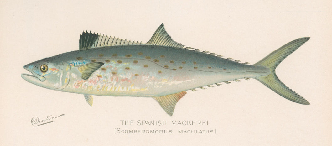 Denton, Sherman F.  “Spanish Mackerel.”