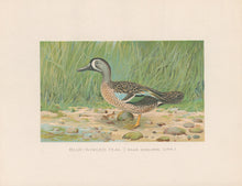 Load image into Gallery viewer, Ridgway, J.L.  &quot;Blue-Winged Teal.”
