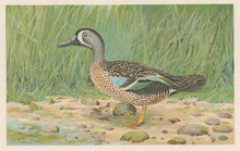 Load image into Gallery viewer, Ridgway, J.L.  &quot;Blue-Winged Teal.”
