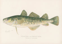 Load image into Gallery viewer, Denton, Sherman F.  “Tom Cod or Frost-Fish.”
