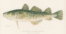 Load image into Gallery viewer, Denton, Sherman F.  “Tom Cod or Frost-Fish.”
