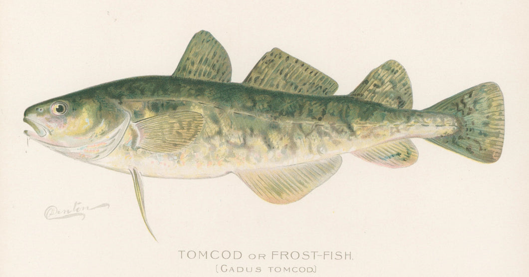 Denton, Sherman F.  “Tom Cod or Frost-Fish.”