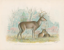 Load image into Gallery viewer, Denton, Sherman &quot;The Virginia Deer.”  From &quot;Fish and Game of the State of New York&quot;
