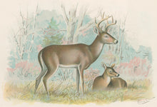Load image into Gallery viewer, Denton, Sherman &quot;The Virginia Deer.”  From &quot;Fish and Game of the State of New York&quot;
