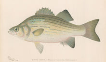 Load image into Gallery viewer, Denton, Sherman F.  “White Bass.”
