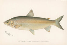 Load image into Gallery viewer, Denton, Sherman F.  “The White Fish”

