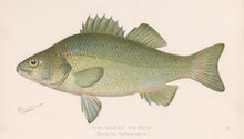 Load image into Gallery viewer, Denton, Sherman F.  “The White Perch”
