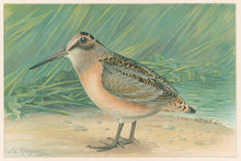 Load image into Gallery viewer, Ridgway, J.L.  &quot;Woodcock.”
