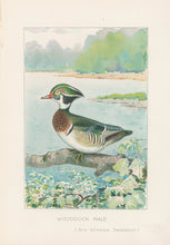 Load image into Gallery viewer, Ridgway, J.L.  &quot;Woodduck Male.”
