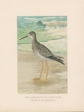 Load image into Gallery viewer, Ridgway, J.L.  &quot;The Greater Yellowlegs.”
