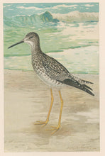 Load image into Gallery viewer, Ridgway, J.L.  &quot;The Greater Yellowlegs.”
