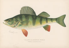 Load image into Gallery viewer, Denton, Sherman F.  “Yellow or Barred Perch.”
