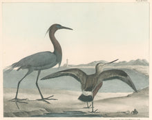 Load image into Gallery viewer, Doughty, Thomas  “Blue Crane &amp; Hudsonian Godwit.”
