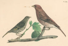 Load image into Gallery viewer, Clonney, J.G.  &quot;Pine Finch &amp; Purple Finch.&quot;
