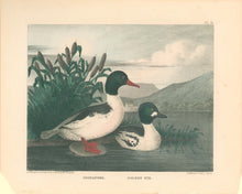 Load image into Gallery viewer, Doughty, Thomas  “Goosander &amp; Golden Eye.”
