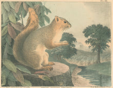 Load image into Gallery viewer, Doughty, Thomas  “Great Tailed Squirrel.”
