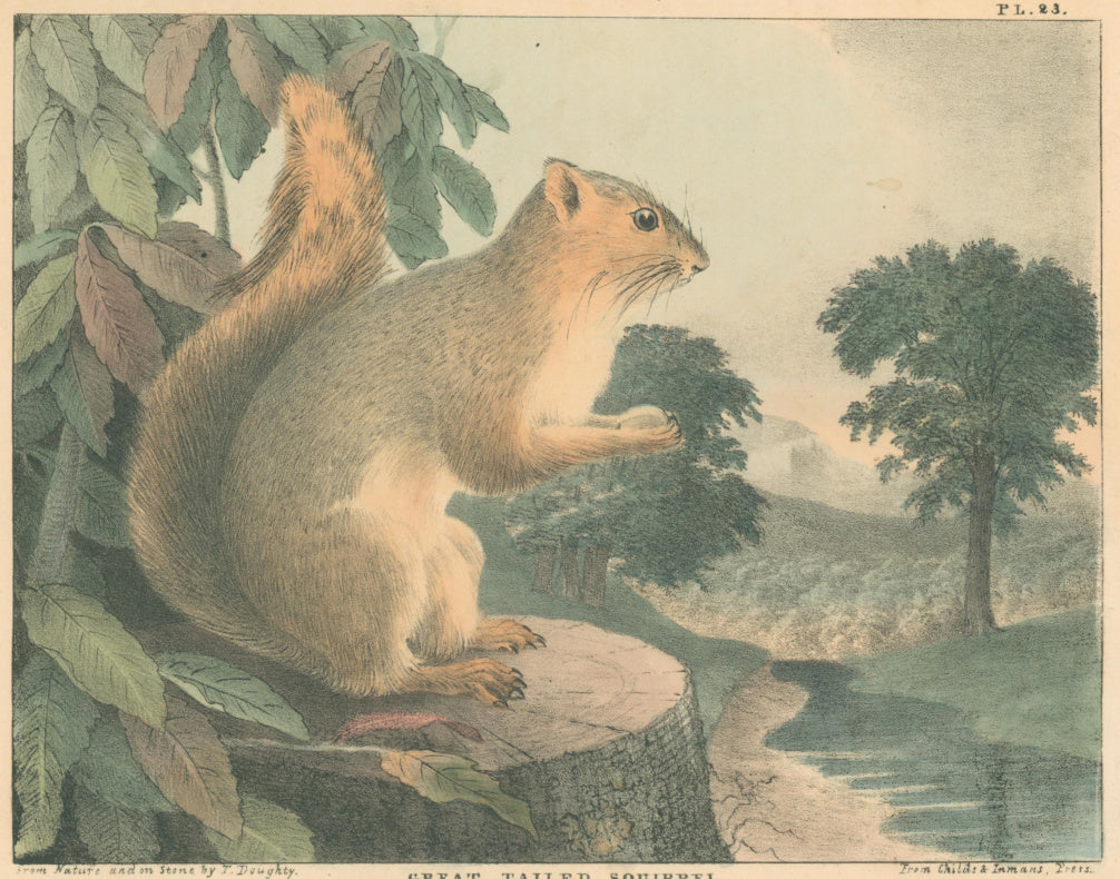 Doughty, Thomas  “Great Tailed Squirrel.”