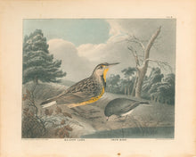 Load image into Gallery viewer, Doughty, Thomas  “Meadow Lark &amp; Snow Bird.”
