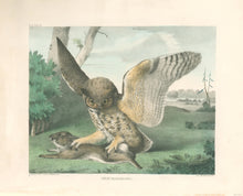 Load image into Gallery viewer, Brown, M.E.D.  “Great Horned Owl.”
