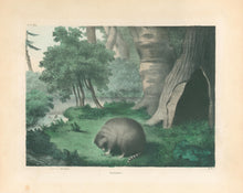 Load image into Gallery viewer, Brown, M.E.D.  “Raccoon.”

