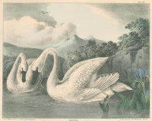 Load image into Gallery viewer, Doughty, Thomas  &quot;Swans.”
