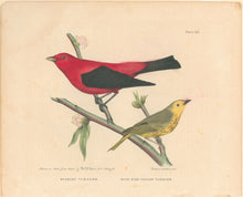 Load image into Gallery viewer, Brown, M.E.D.  “Scarlet Tanager &amp; Blue Eyed Yellow Warbler.”
