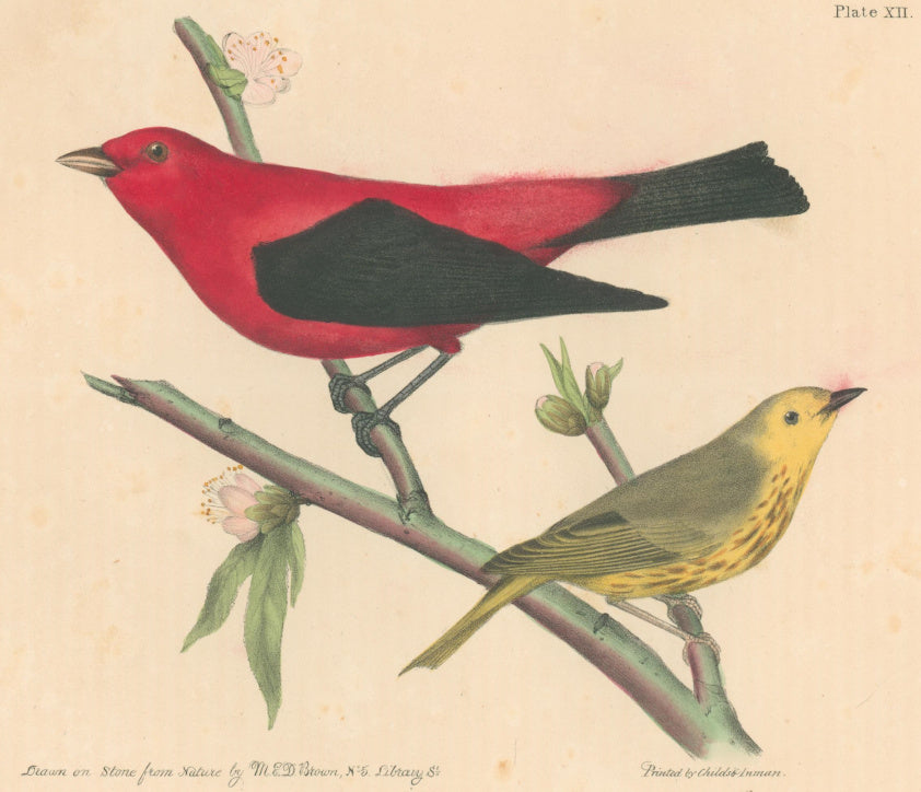 Brown, M.E.D.  “Scarlet Tanager & Blue Eyed Yellow Warbler.”