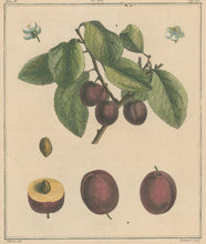 Load image into Gallery viewer, du Monceau, Henri Louis Duhamel  Pl. 16. “Jacynthe”  [plum]
