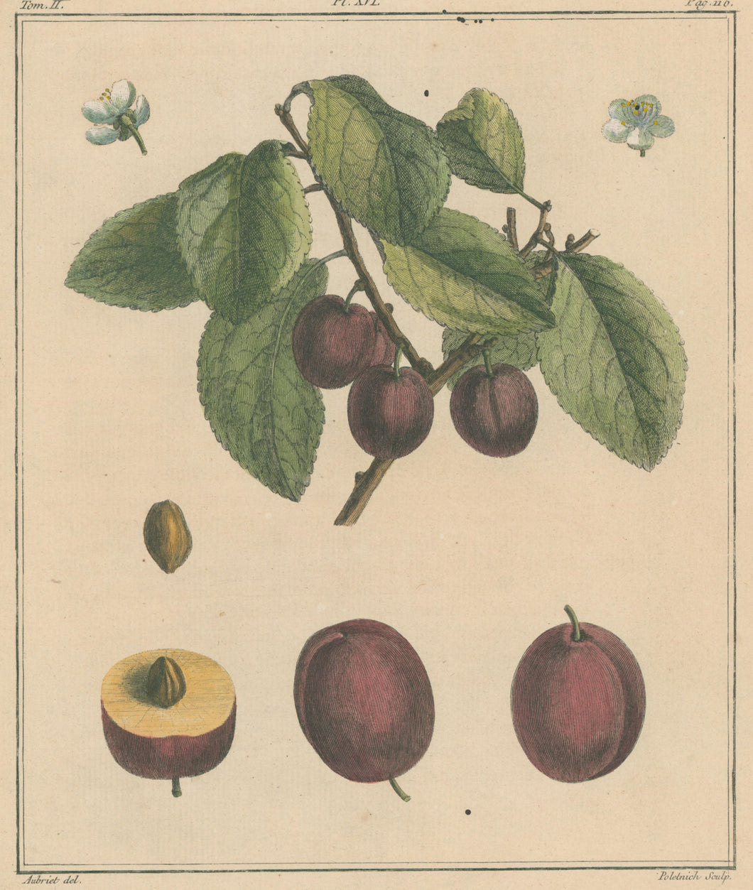 du Monceau, Henri Louis Duhamel  Pl. 16. “Jacynthe”  [plum]
