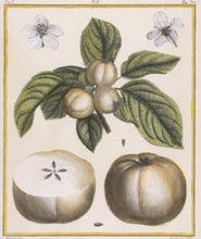 Load image into Gallery viewer, du Monceau, Henri Louis Duhamel  Pl. 2(b).  “Calville Blance.”  [apple]
