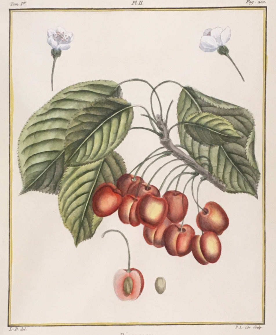 du Monceau, Henri Louis Duhamel  Pl. 2.  “Bigarreau.”  [cherries]