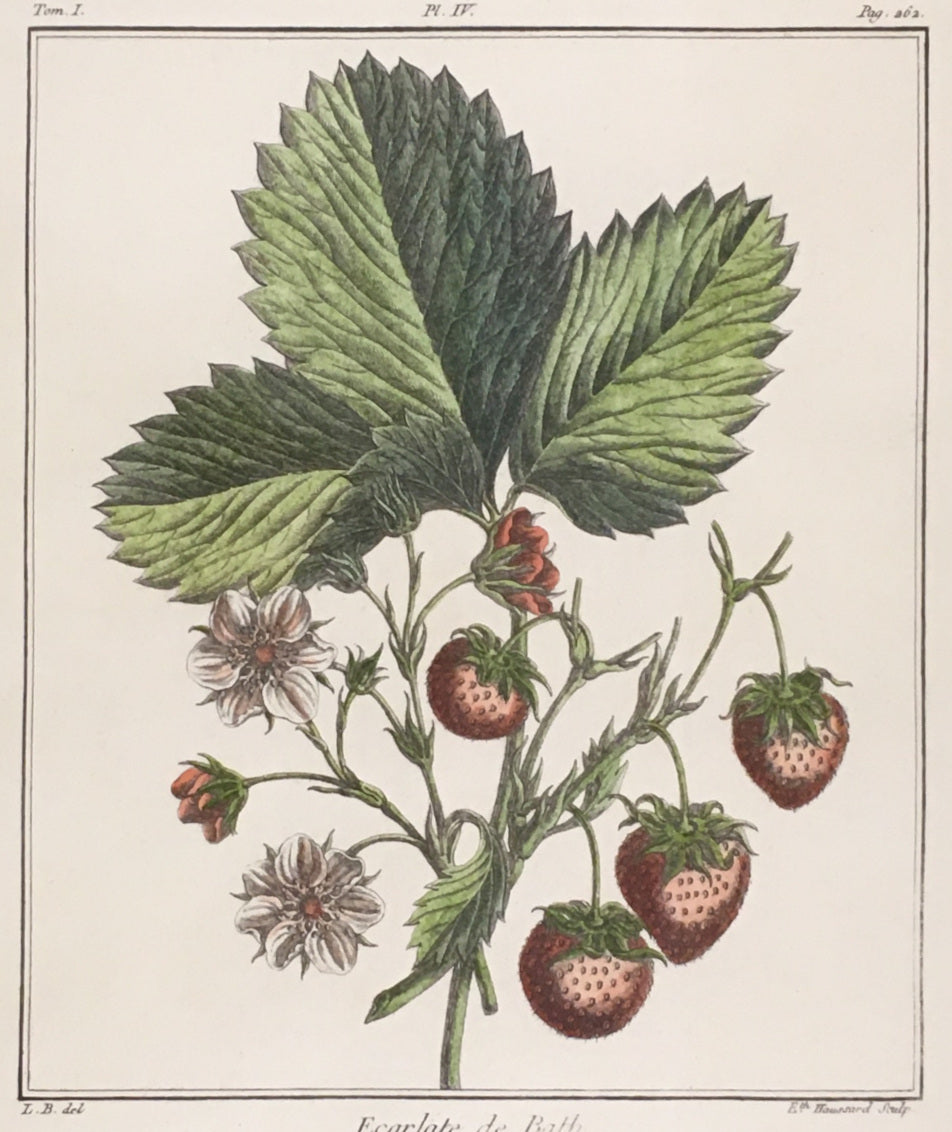 du Monceau, Henri Louis Duhamel  Pl. 4.  “Escarlate de Bath.”  [strawberries]