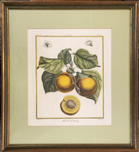 Load image into Gallery viewer, du Monceau, Henri Louis Duhamel  Pl. 6.  “Abricot de Nancy.”  [apricot]
