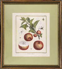 Load image into Gallery viewer, du Monceau, Henri Louis Duhamel  Pl. 6b. “Fenouillet Rouge.”  [russet apple]

