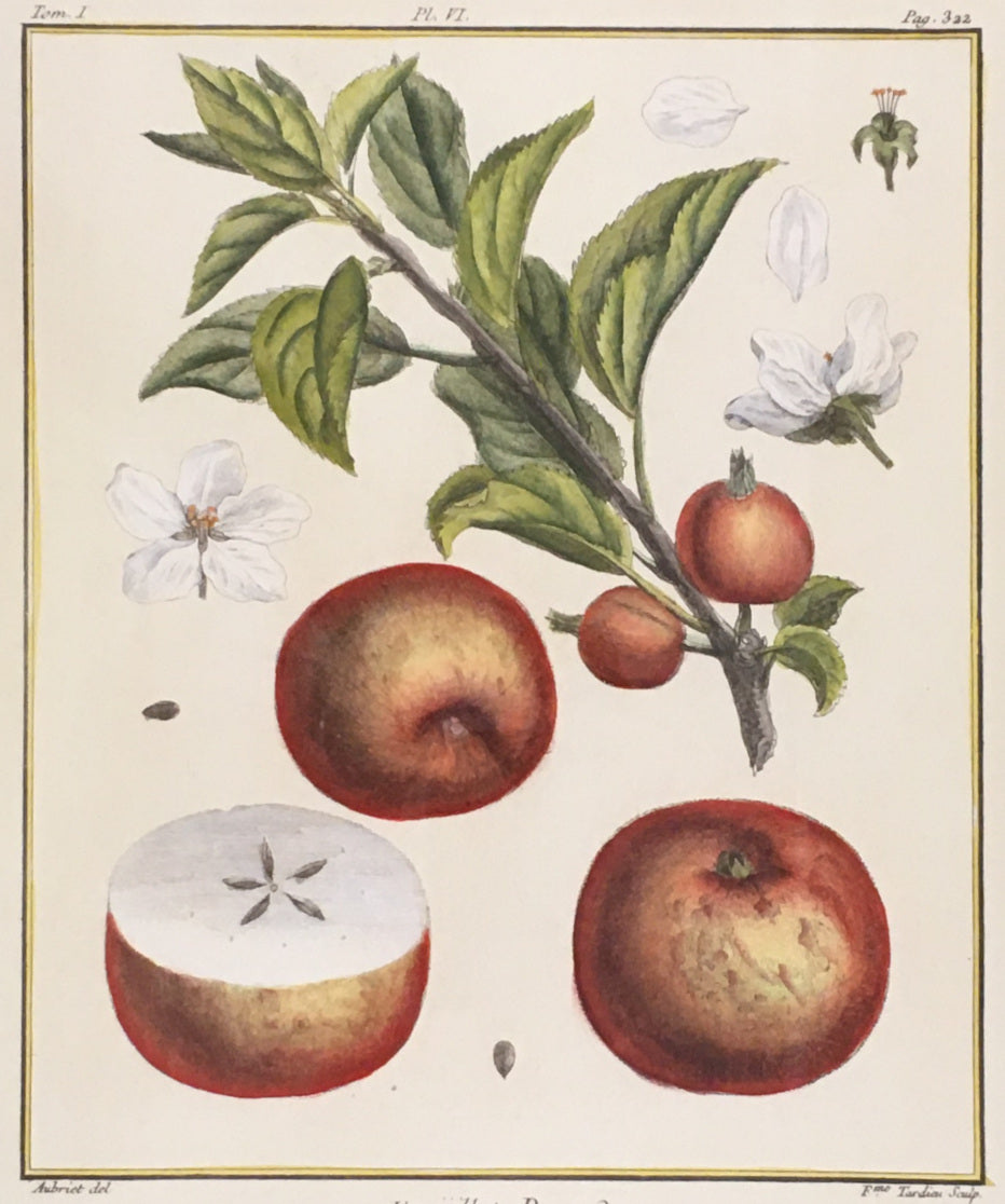 du Monceau, Henri Louis Duhamel  Pl. 6b. “Fenouillet Rouge.”  [russet apple]